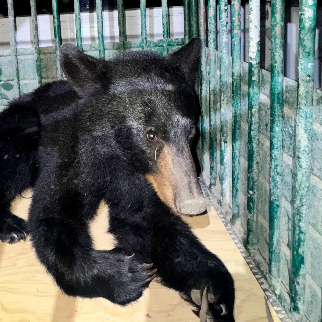 Bomberos Rescatan a Oso que era Perseguido por Perros en Parras, Coahuila